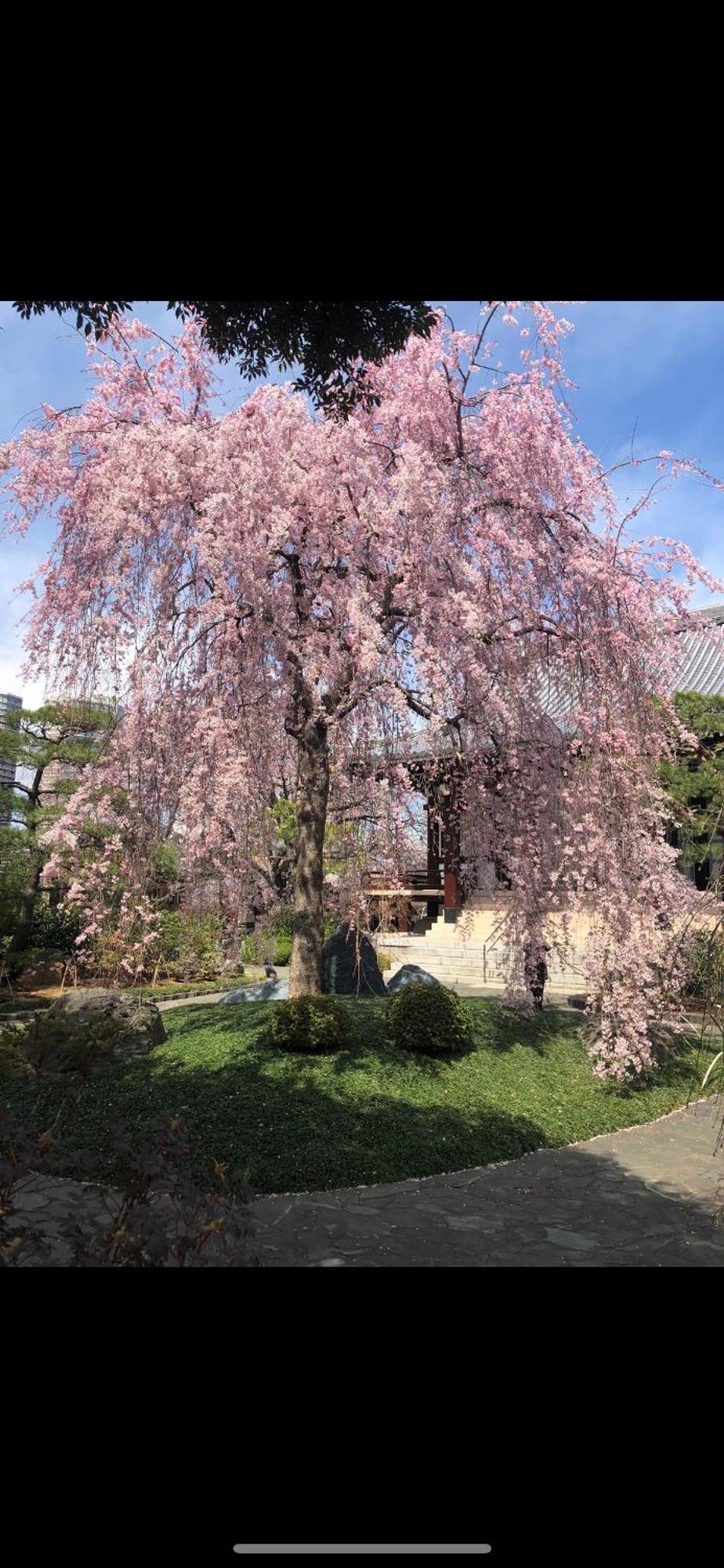 新宿庭院の屋-Shinjuku Garden Home -28 Square Meters King Size Bed Garden Room Tokió Kültér fotó