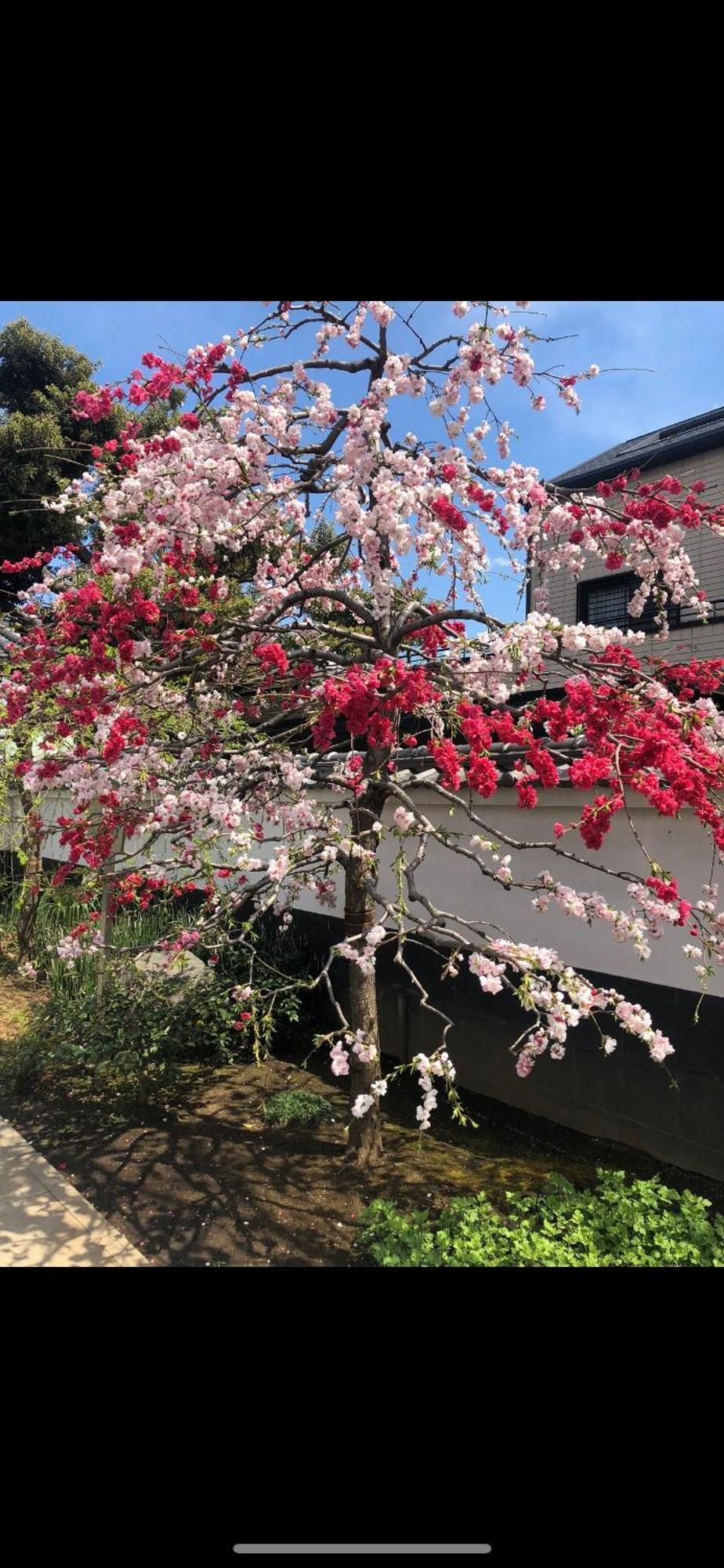 新宿庭院の屋-Shinjuku Garden Home -28 Square Meters King Size Bed Garden Room Tokió Kültér fotó