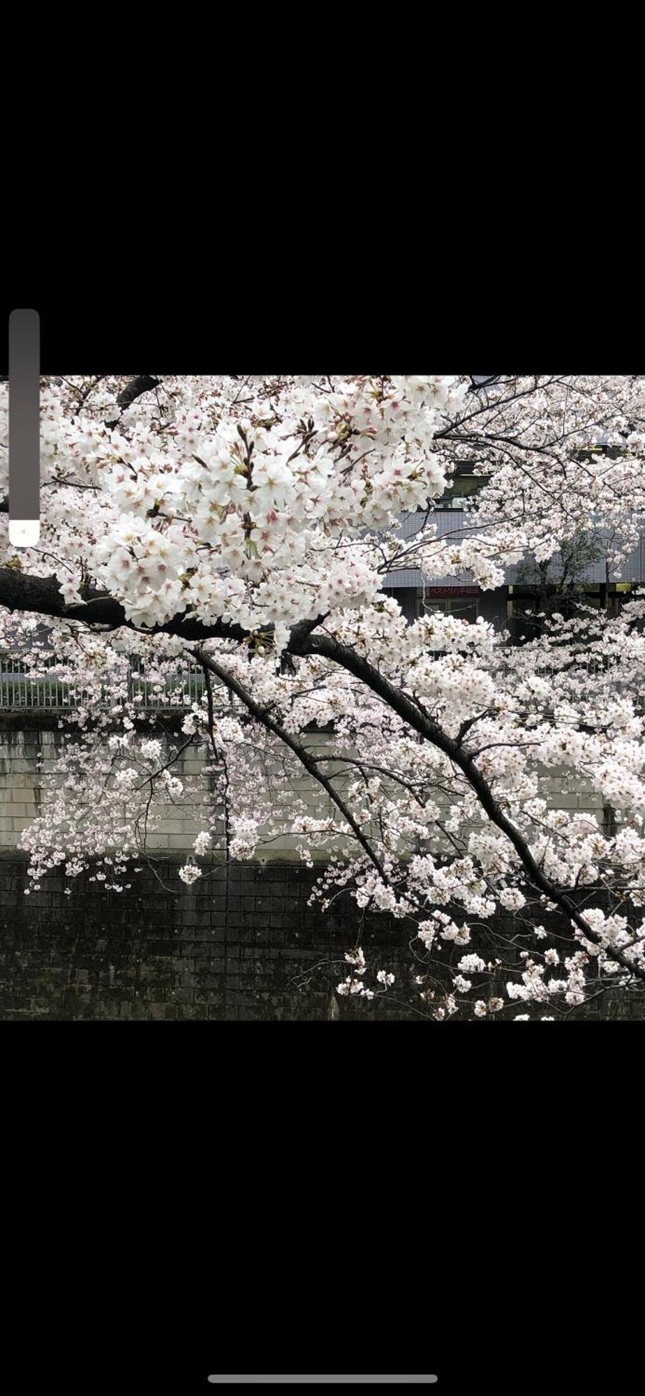新宿庭院の屋-Shinjuku Garden Home -28 Square Meters King Size Bed Garden Room Tokió Kültér fotó